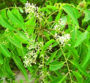 Three Wadas (Big Building)