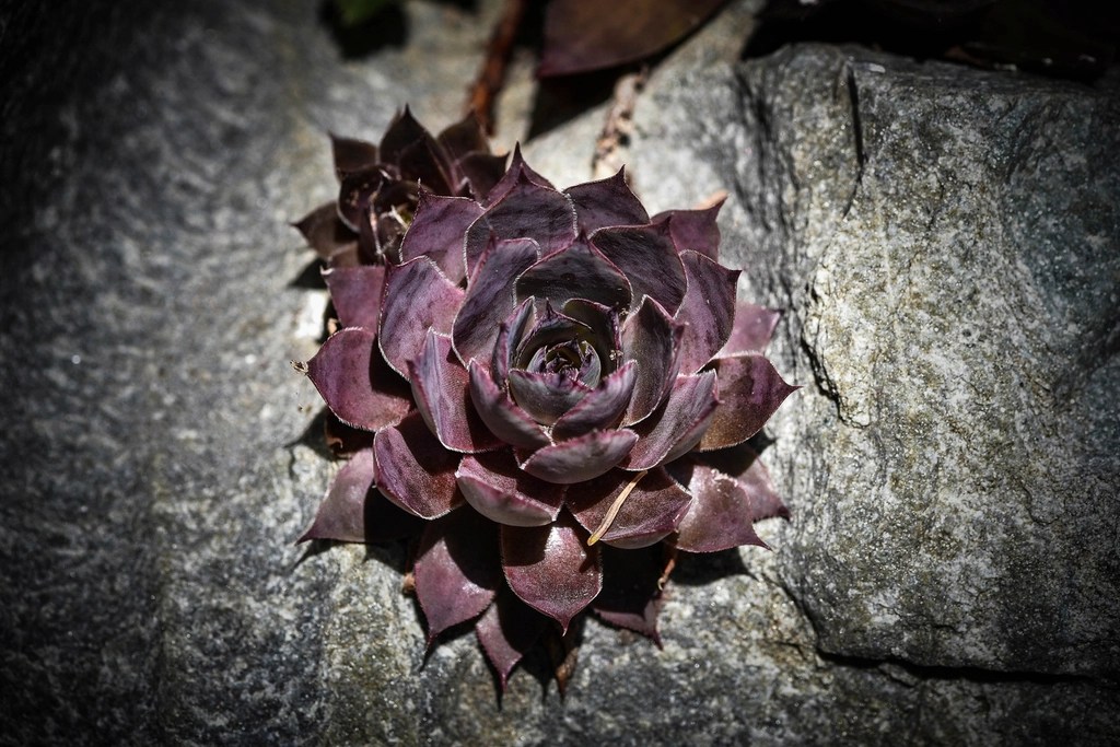 People benefited immensely  by having Baba’s&nbsp;Darshan.