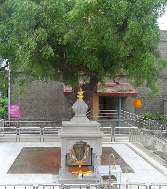 Shirdi Temple Neem tree